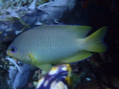 Pomacentrus amboinensis