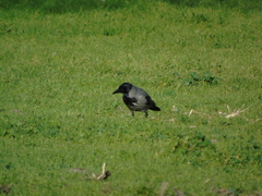 Corvus cornix