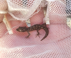 Mediodactylus orientalis