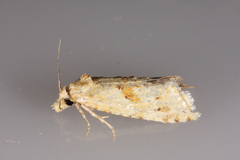 Cochylimorpha straminea