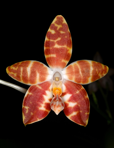 Ambon Phalaenopsis
