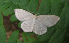 Scopula ternata
