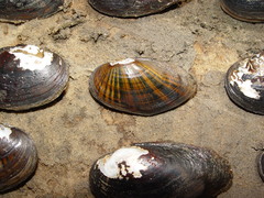 Hamiota subangulata