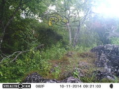 Odocoileus virginianus sinaloae