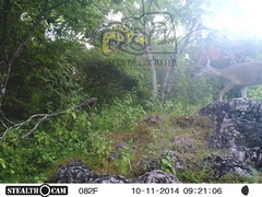 Odocoileus virginianus sinaloae