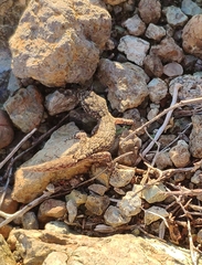 Mediodactylus orientalis
