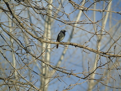 Phoenicurus ochruros