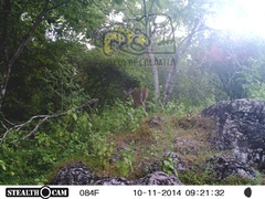 Odocoileus virginianus sinaloae