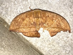 Oxytenis albilunulata