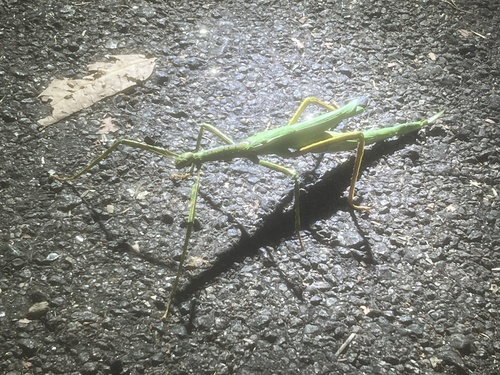 Photo of Darwin Stick Insect (Eurycnema osiris)