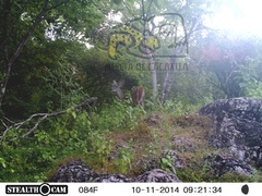 Odocoileus virginianus sinaloae