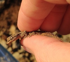 Mediodactylus orientalis