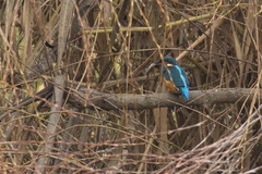 Alcedo atthis