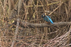Alcedo atthis