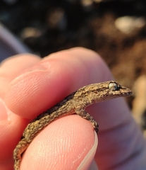 Mediodactylus orientalis