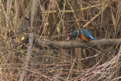 Alcedo atthis
