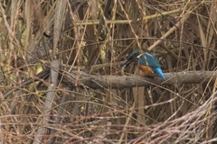 Alcedo atthis