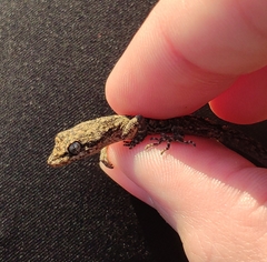 Mediodactylus orientalis