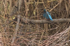 Alcedo atthis
