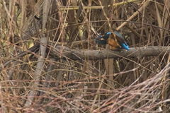 Alcedo atthis