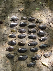 Hamiota subangulata