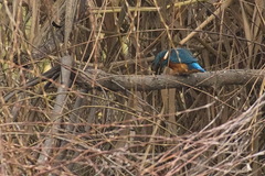 Alcedo atthis