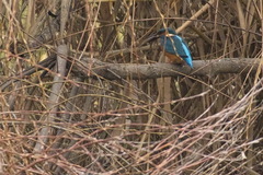 Alcedo atthis