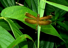 Neurothemis manadensis