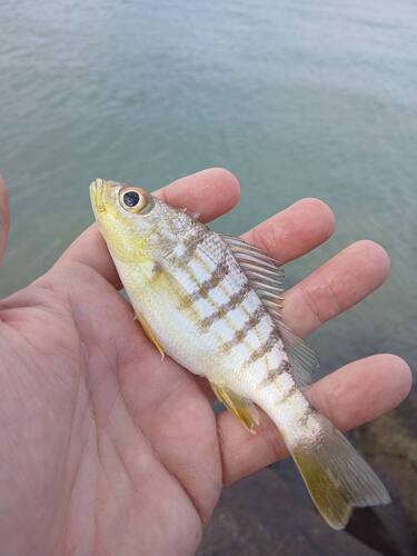 Conodon nobilis