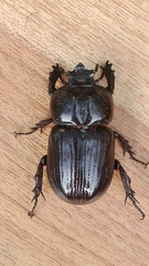Phileurus