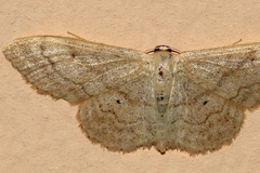 Idaea deversaria