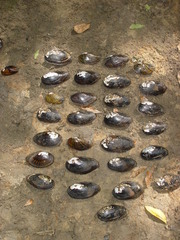 Hamiota subangulata