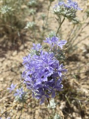Eriastrum densifolium