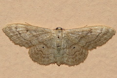 Idaea deversaria