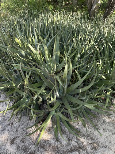 Sábila (Aloe vera)