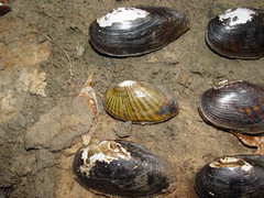 Hamiota subangulata