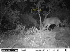 Odocoileus virginianus sinaloae
