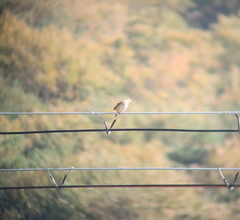 Anthus hodgsoni