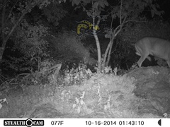 Odocoileus virginianus sinaloae