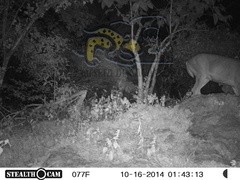 Odocoileus virginianus sinaloae