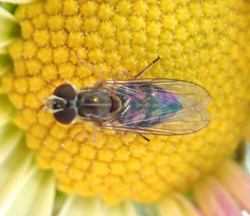 Unknown species found near Chicago Botanic Garden, 1000 Lake Cook Rd, Glencoe, IL 60022, USA