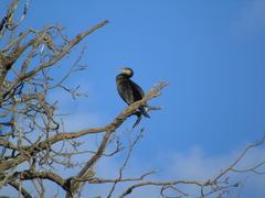 Phalacrocorax carbo
