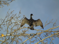 Phalacrocorax carbo