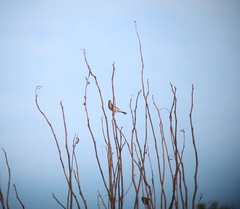 Emberiza rustica