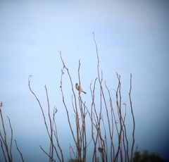 Emberiza rustica