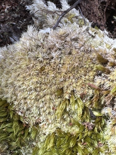 Leucobryum seemannii observed 2025-08-01