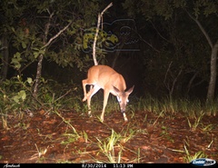 Odocoileus virginianus sinaloae