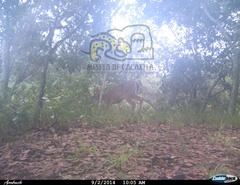 Odocoileus virginianus sinaloae