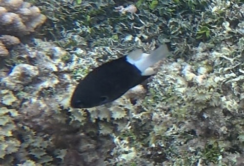 Pycnochromis margaritifer