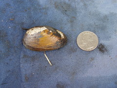 Pleurobema pyriforme